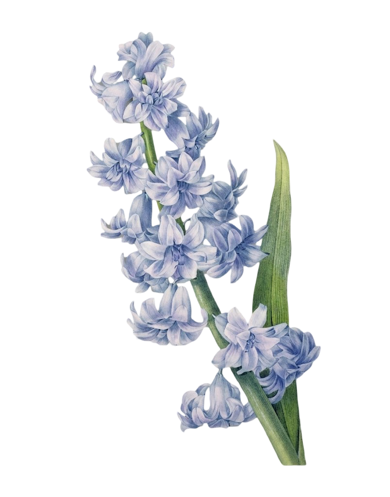 Hyacinth botanical illustration